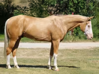 گھوڑا, Palomino — تصویر 2
