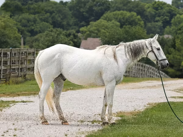 گھوڑا, National Show Horse