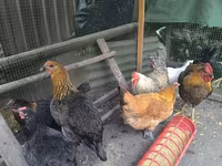 Chickens — تصویر 4
