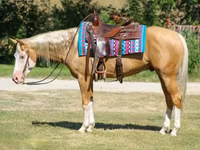 گھوڑا, Palomino — تصویر 3