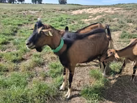 بکری, Alpine goat — تصویر 2