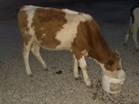 سانڈ, Swiss cattle — تصویر 3