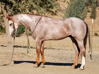 گھوڑا, National Show Horse — تصویر 3