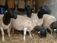 مینڈھا, Dorper sheep — تصویر 4
