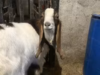 بکرا, Kamori goats — تصویر 3