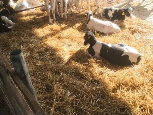 سانڈ, Swiss cattle