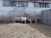 مینڈھا, Katum sheep — تصویر 3