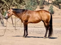 گھوڑا, Quarter Horse — تصویر 1
