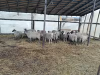 مینڈھا, Romanov sheep — تصویر 2