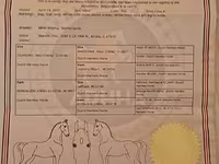 گھوڑی, Dutch warmblood horse — تصویر 2
