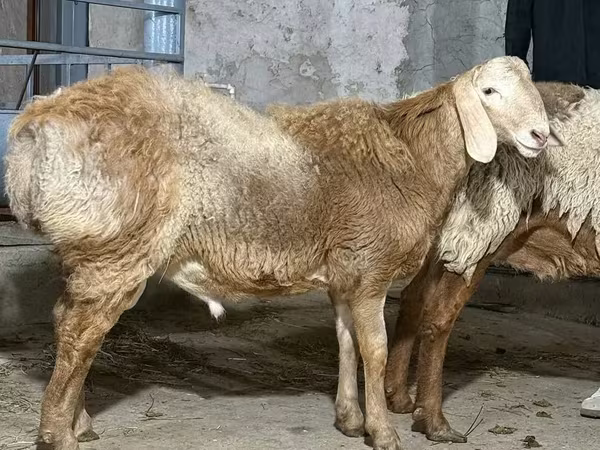 مینڈھا, بھیڑیں