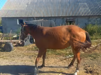 Mare, Horses — photo 2