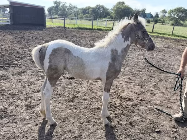 گھوڑی, Pinto horses