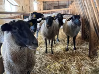 بھیڑ, Baerchuke sheep — تصویر 1