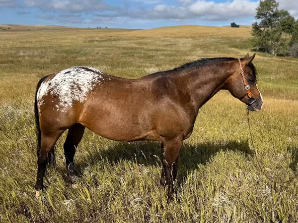 گھوڑا, Horses of Sable Island