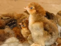 Chickens — تصویر 3