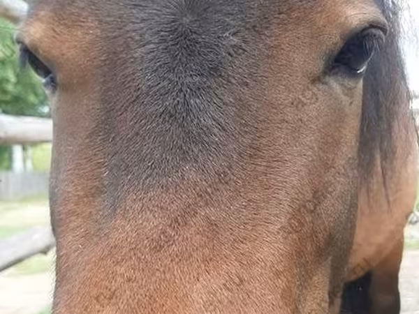 گھوڑی, American shetland pony