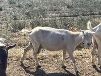 بکری, LaMancha goats — تصویر 6