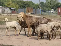 مینڈھا, Hissar sheep — تصویر 1