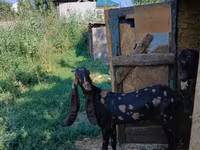 بکری, Kamori goats — تصویر 2