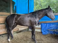 گھوڑا, French Trotter — تصویر 1