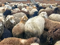 بھیڑ, Katum sheep — تصویر 3