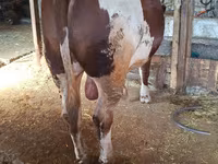 سانڈ, Simmental cattle — تصویر 2