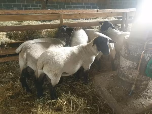 Sheep, Baerchuke sheep