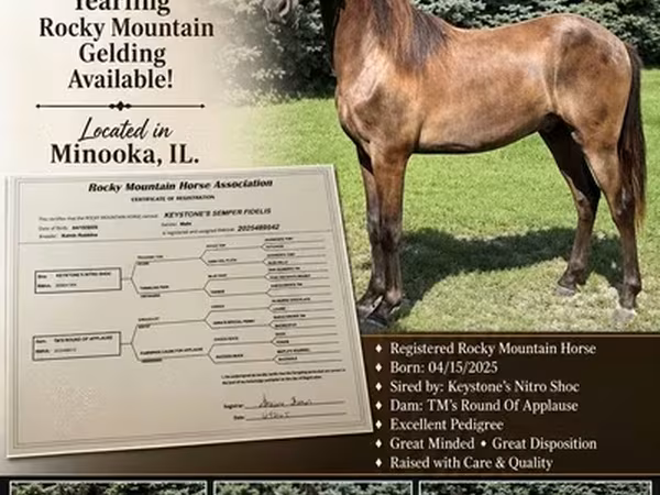 گھوڑا, Rocky Mountain Horse