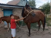 گھوڑی, Thoroughbred horse — تصویر 6
