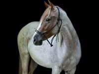 گھوڑی, Quarter Horse — تصویر 3