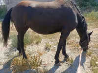 گھوڑی, Skyros Pony — تصویر 3