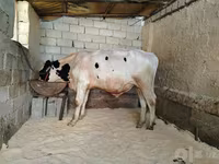 سانڈ, Russian Black pied cattle — تصویر 2
