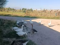 Geese — تصویر 2