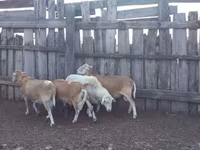 مینڈھا, Katum sheep — تصویر 2