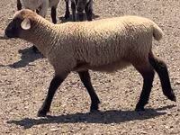 مینڈھا, Hampshire sheep — تصویر 6