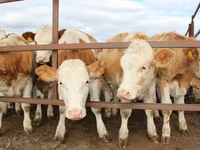 سانڈ, Simmental cattle — تصویر 2