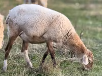 بھیڑ, Kuibyshev sheep — تصویر 7