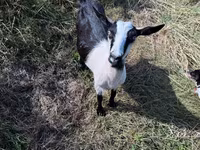 Goat, LaMancha goats — photo 4