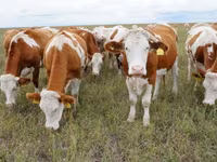 سانڈ, Simmental cattle — تصویر 1