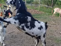 بکرا, Nubian Goat — تصویر 5