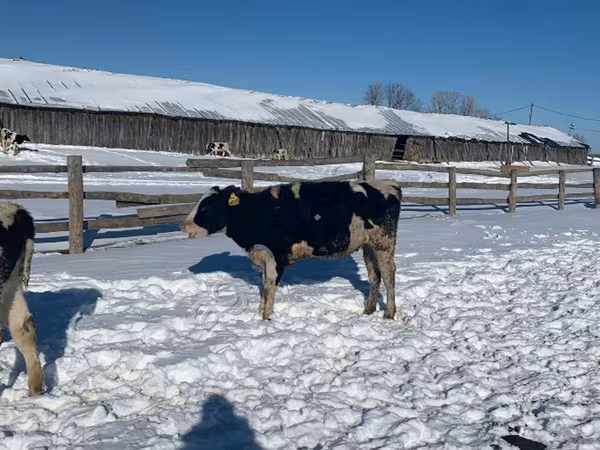 گائے, Russian Black pied cattle