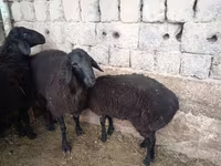مینڈھا, بھیڑیں — تصویر 6