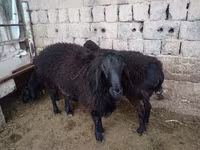 مینڈھا, بھیڑیں — تصویر 5