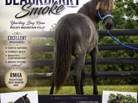 گھوڑی, Rocky Mountain Horse — تصویر 1