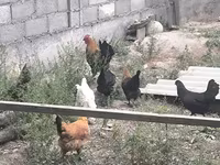 Chickens — تصویر 8