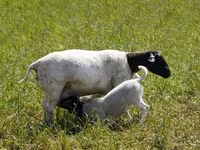 بھیڑ, Kuibyshev sheep — تصویر 5