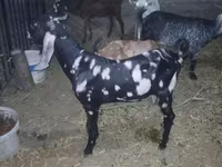 Billy Goat, Beetal goats — photo 3