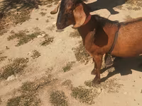 بکرا, Nubian Goat — تصویر 3