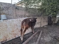 سانڈ, الاطاؤس نسل — تصویر 8